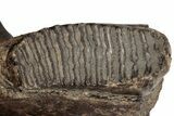 16.5" Wide Woolly Mammoth Mandible with M2 Molars - North Sea - #200812-5